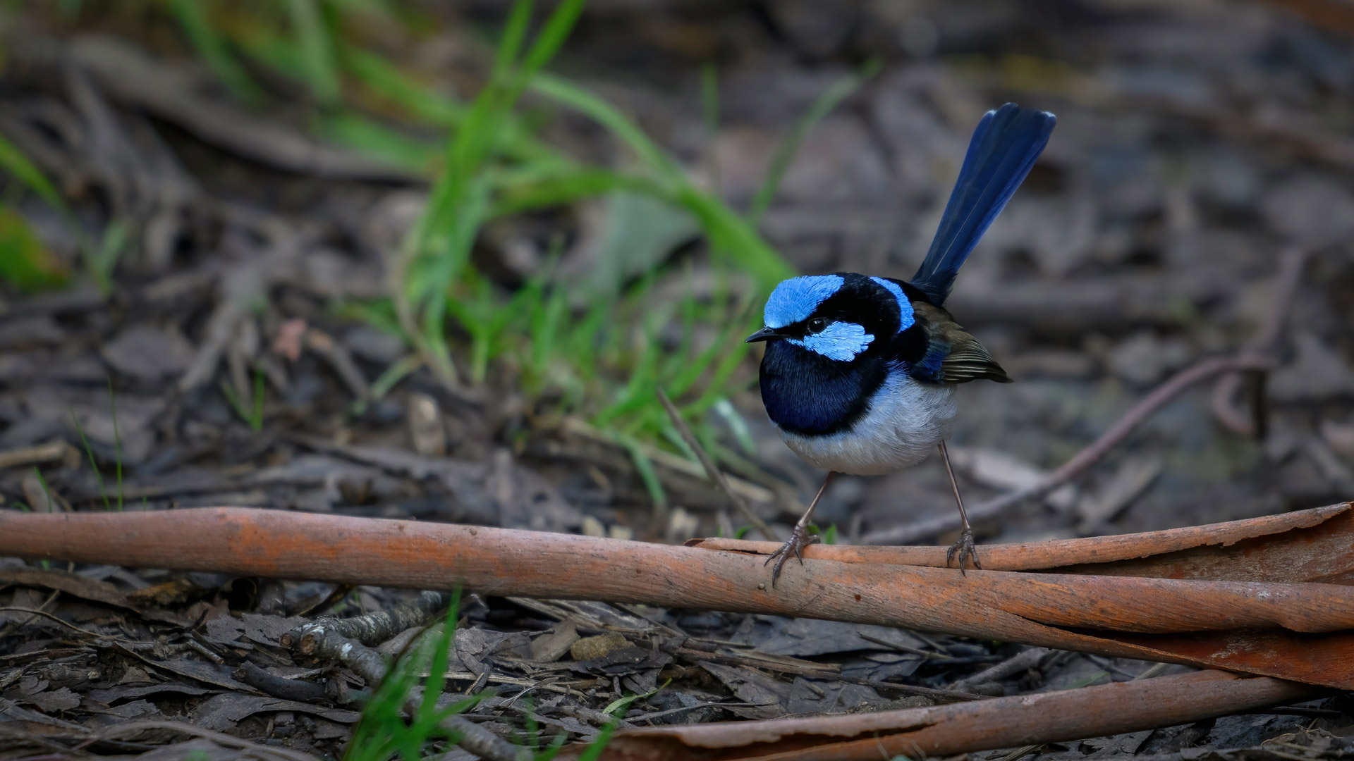 The Wren Release